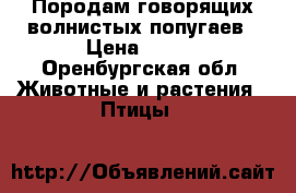 Породам говорящих волнистых попугаев › Цена ­ 500 - Оренбургская обл. Животные и растения » Птицы   